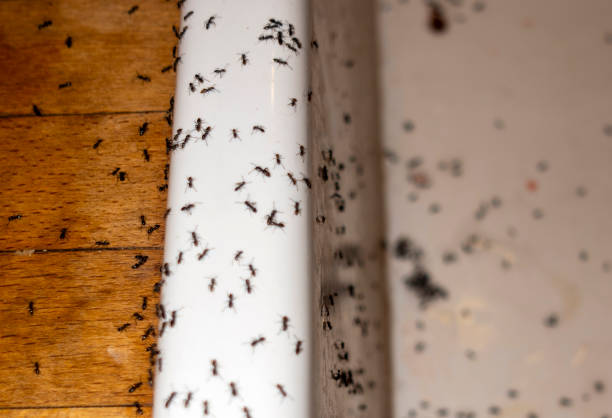 Best Affordable Pest Control Services  in North Decatur, GA