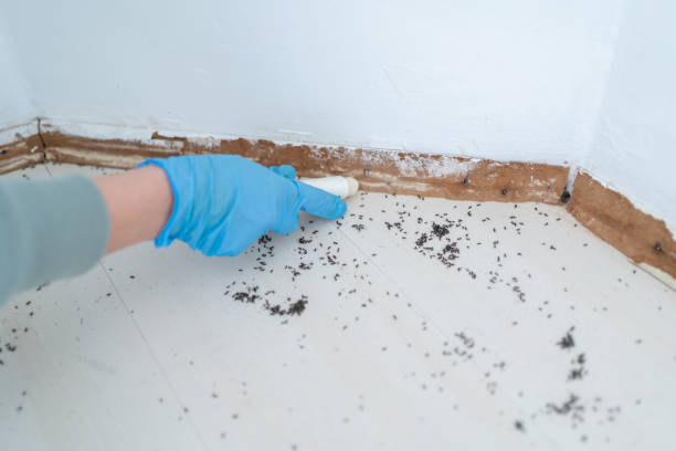Best Wasp Removal Services  in North Decatur, GA